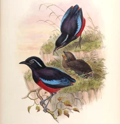 Pitta ussheri = Erythropitta ussheri